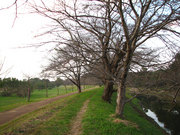 桜の並木道（１）